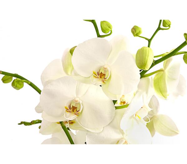 Schmetterlingsorchidee - Phalaenopsis