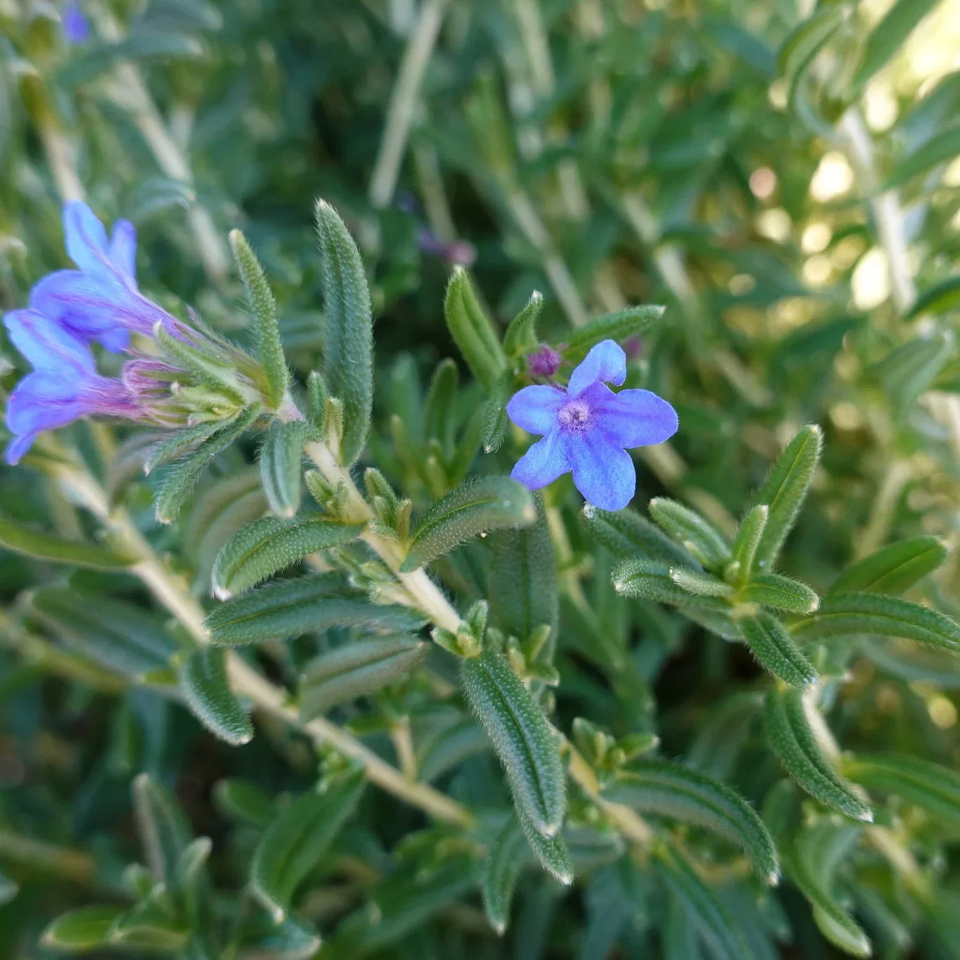 Glandora diffusa 'Heavenly Blue' Glandora 'Heavenly Blue' Ø11 cm