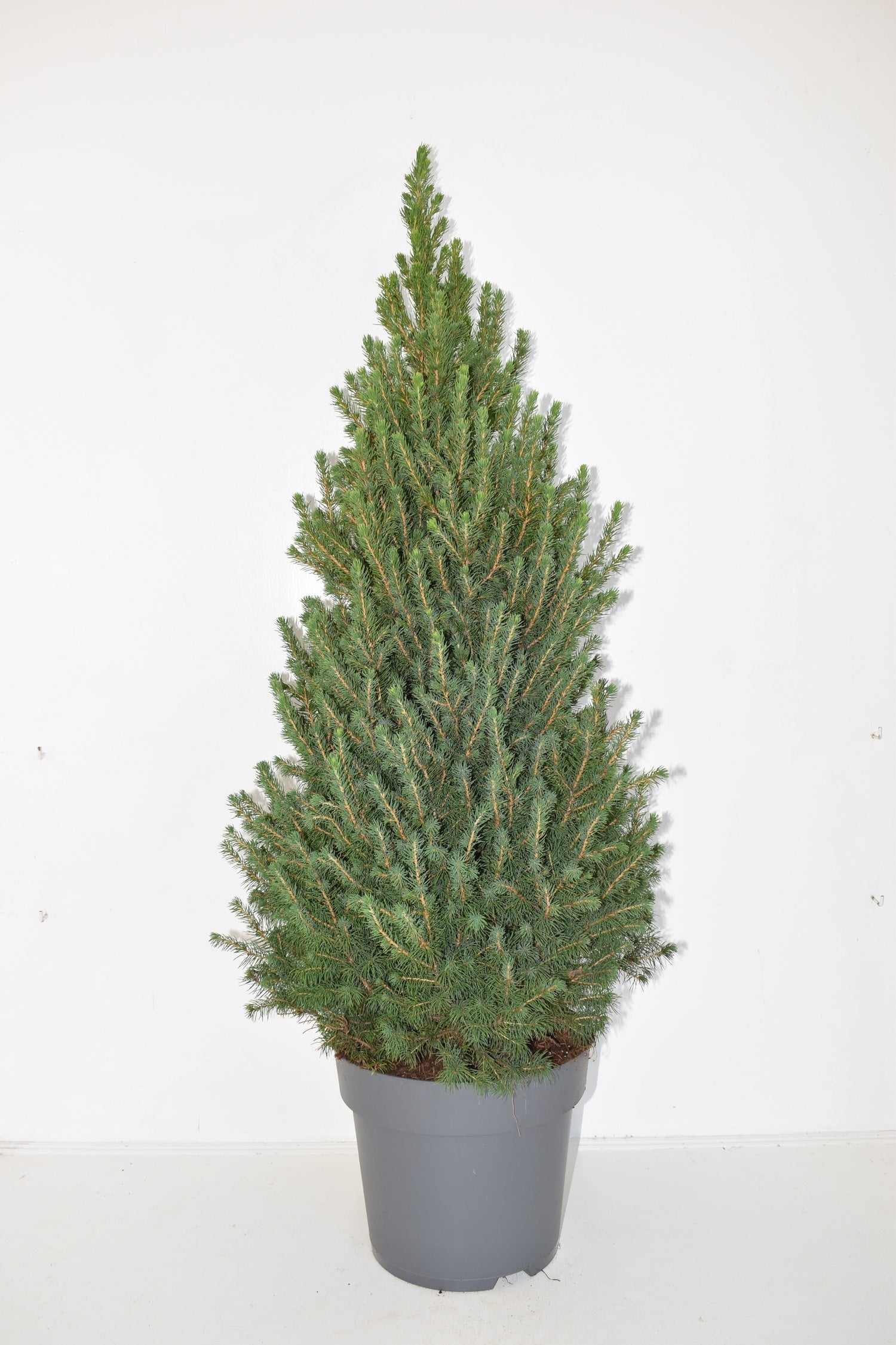Dwergspar (Picea glauca 'Conica') D 19 H 70 cm