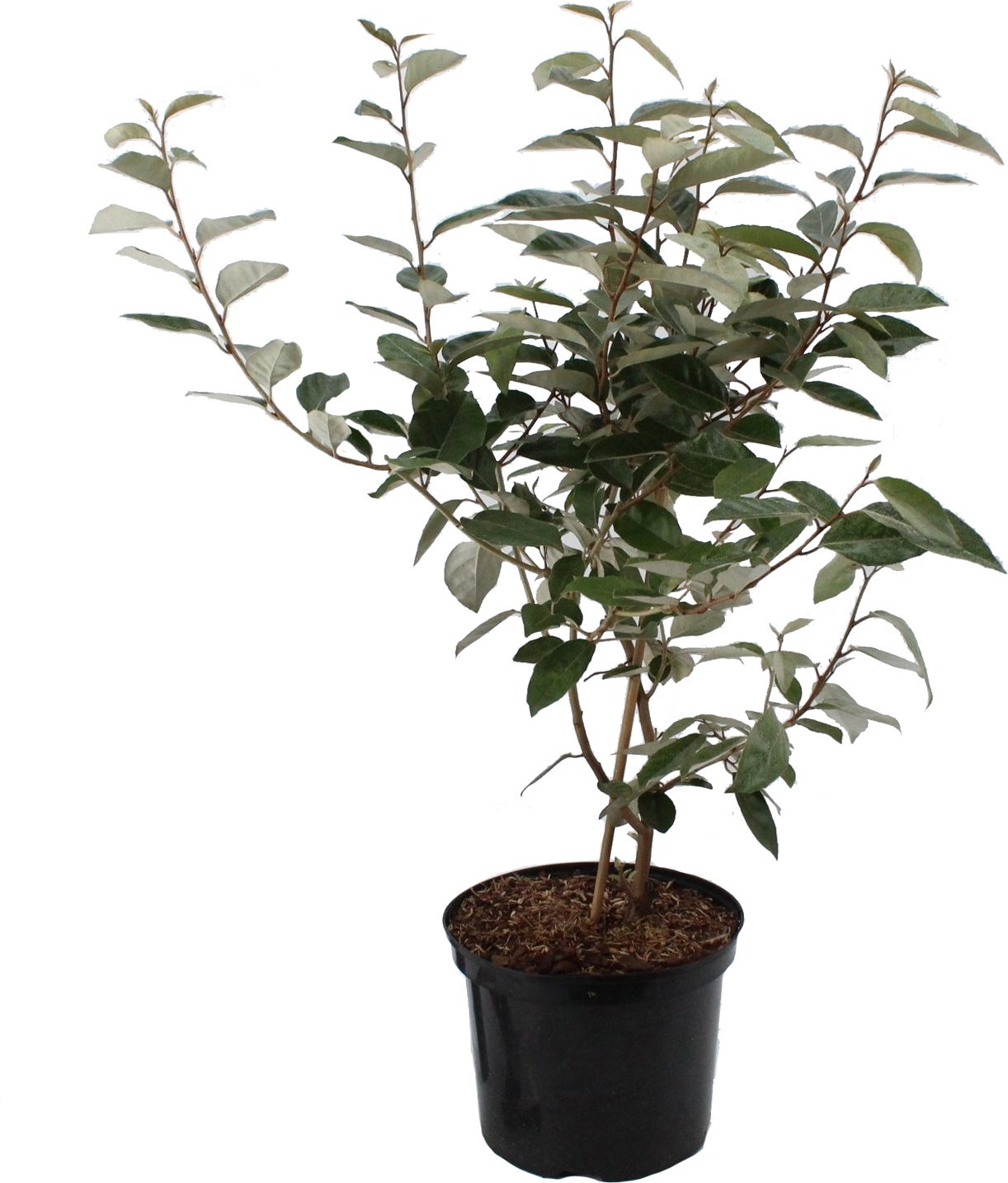 Olijfwilg (Elaeagnus ebbingei) H 80-100 cm