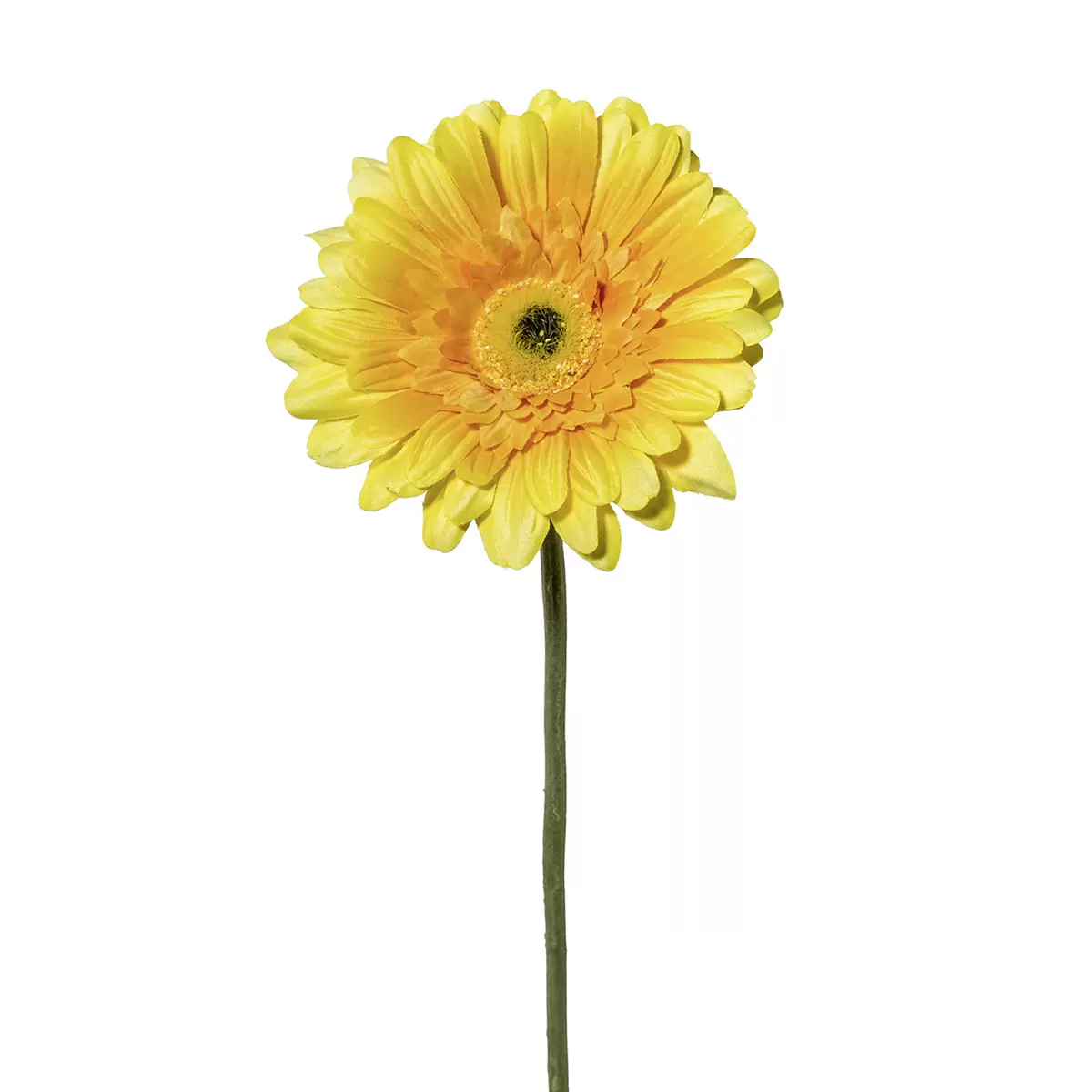Gerbera Amra Gelb