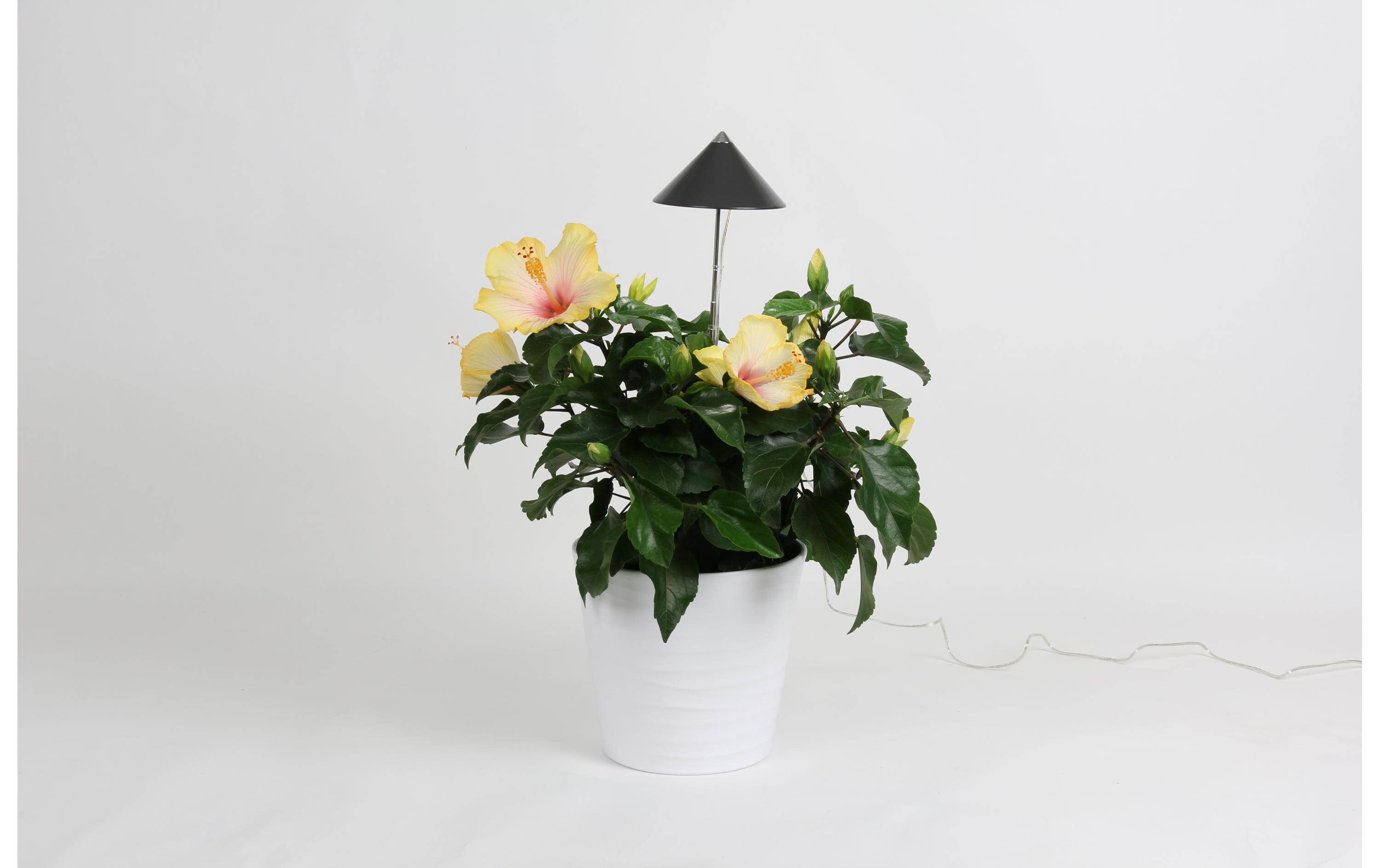 Pflanzenleuchte SunLite 7 W, GrauLED-Pflanzenlampe mit Vollspektrum
