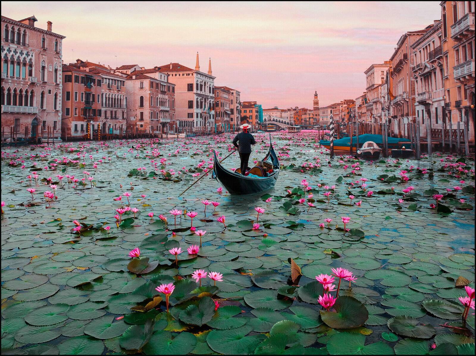 Venice Lotus Flowers by Robert Jahns - Open Edition.