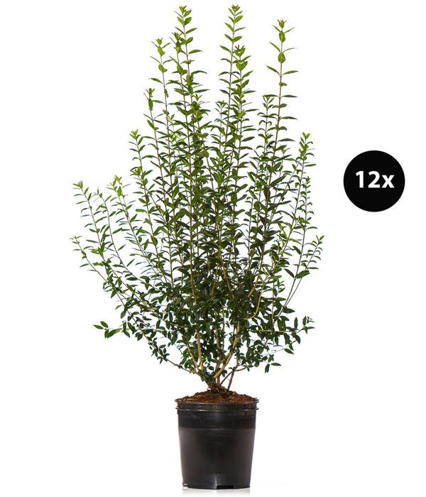 6 Meter Wintergrüner Liguster 'Atrovirens',