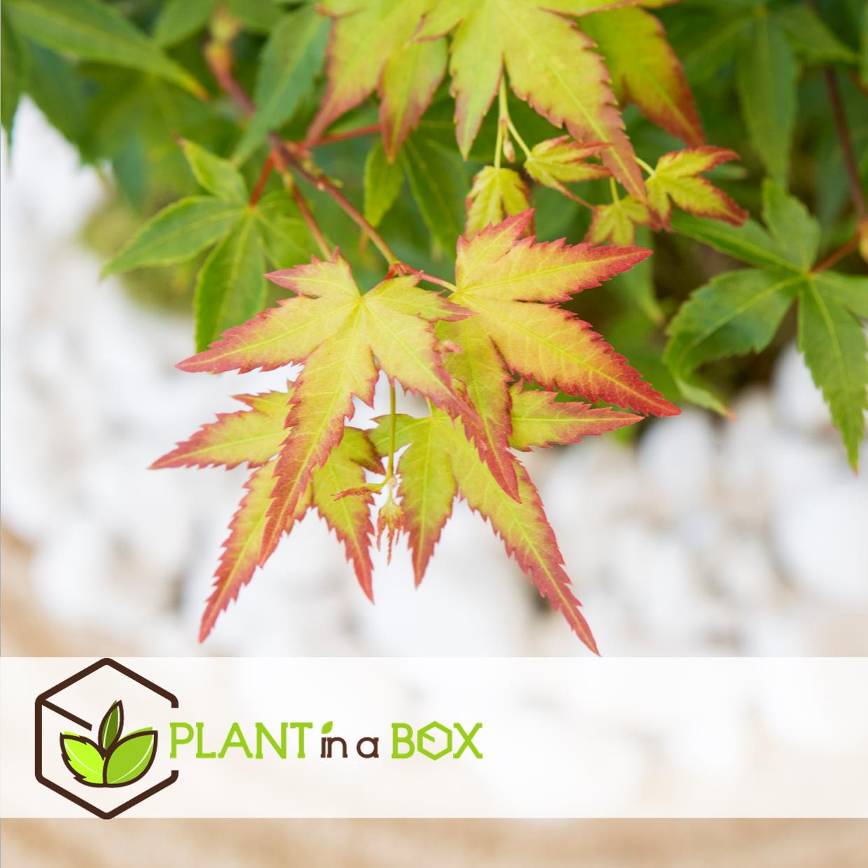 Acer palmatum 'little princess' - lot de 2 - erable - pot 19cm - hauteur 45-55cm