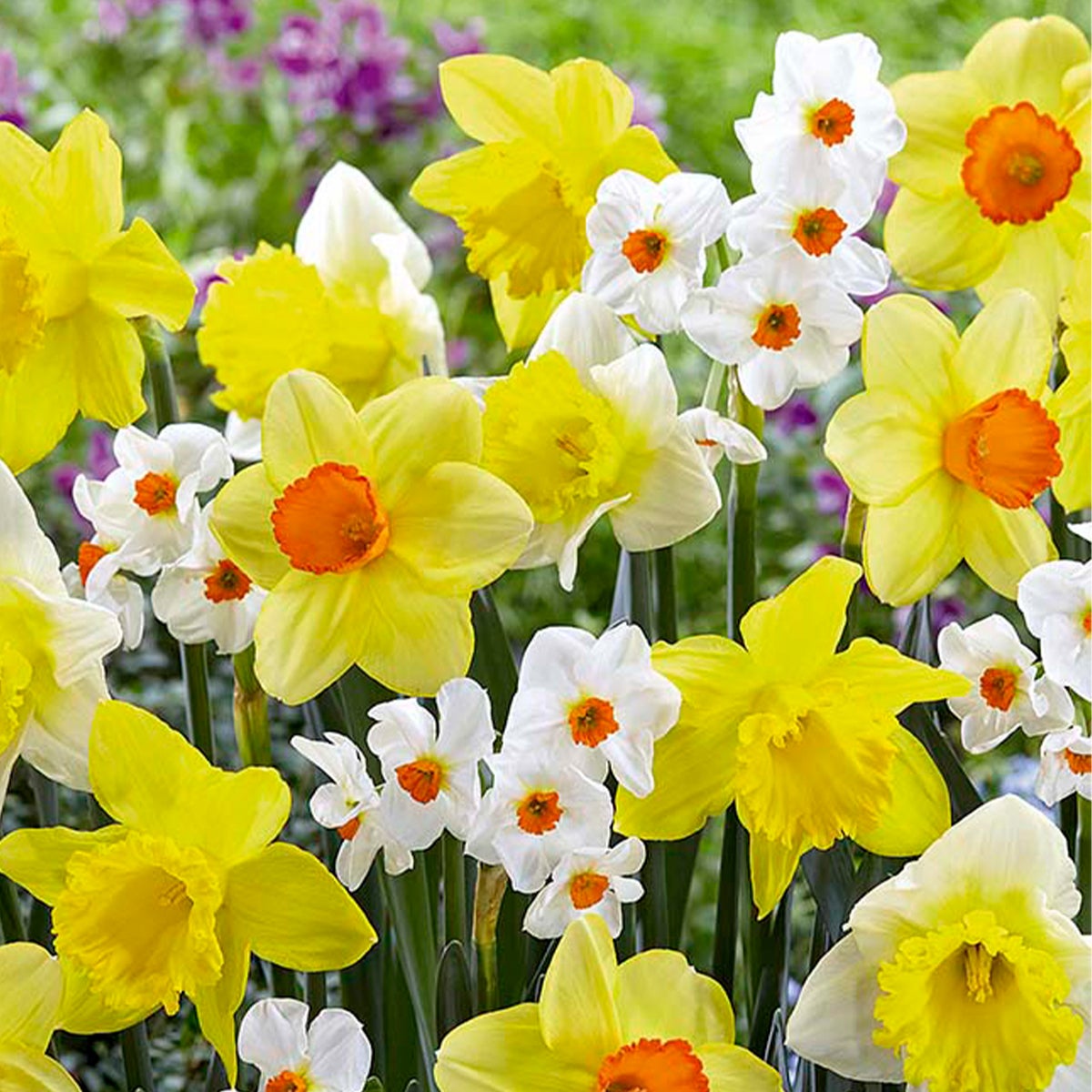 Bloomique – Mix van 15 – Narcissen – Geurende mix – Kleurenmix – Bloembollen – Lentebloei – Vaste planten – Wordt 35–45 cm hoog