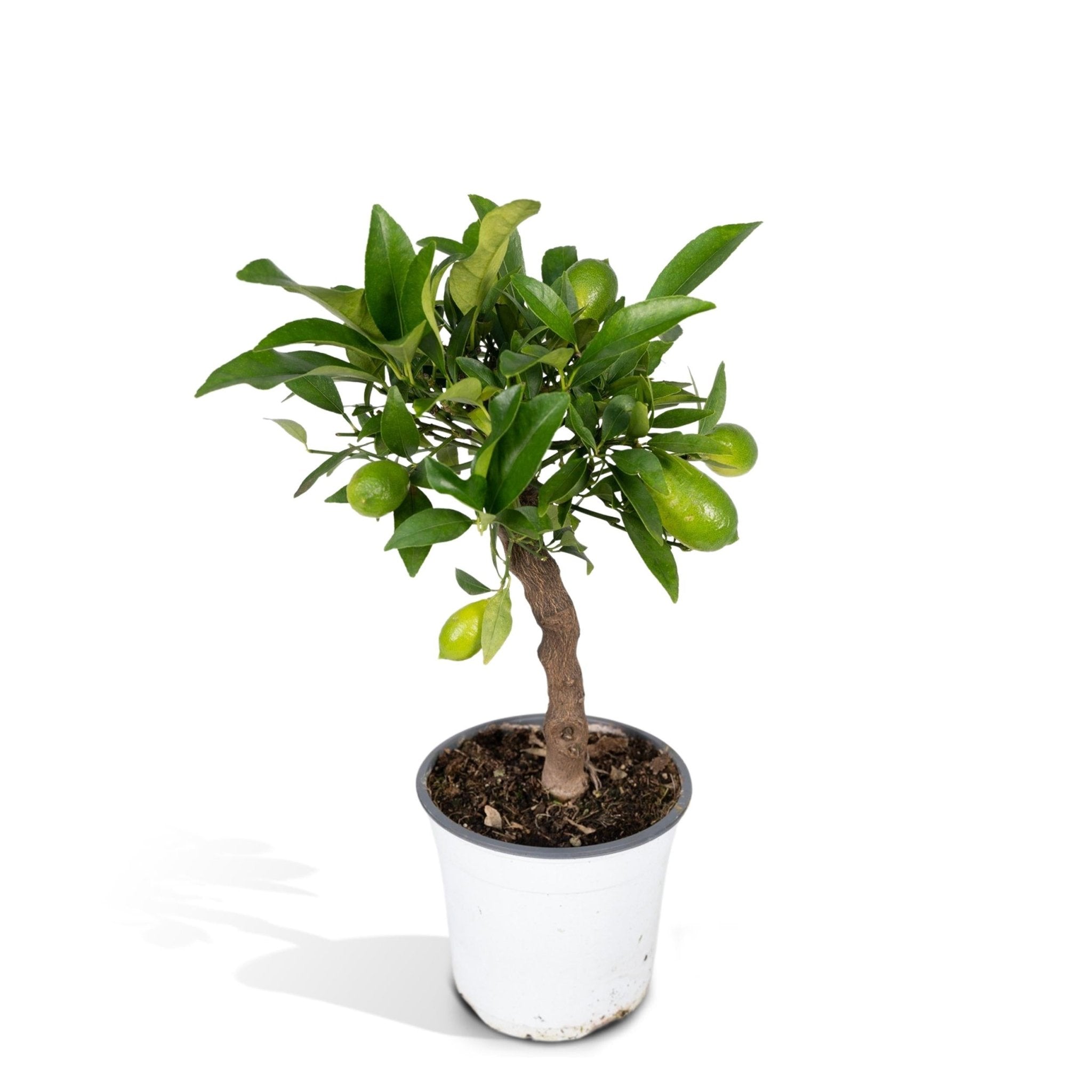 Petit citronnier h35cm