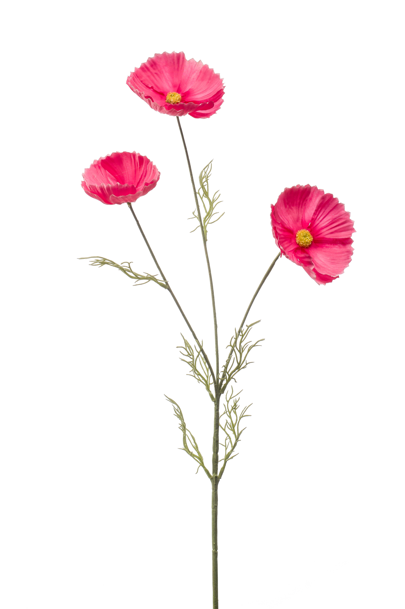 Cosmos spray