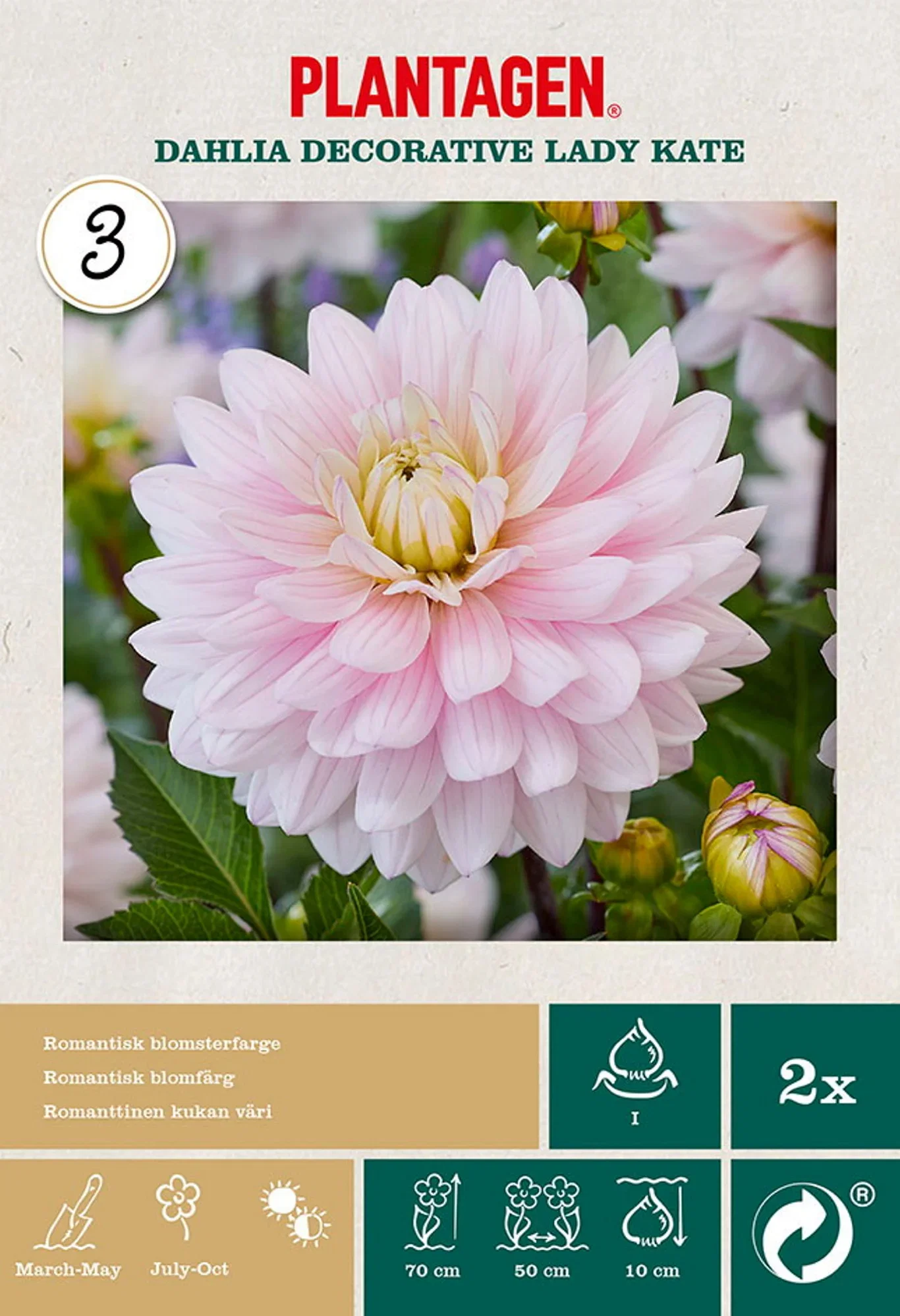 Dahlia x pinnata 'Lady Kate' Georgine 'Lady Kate' 2 pk
