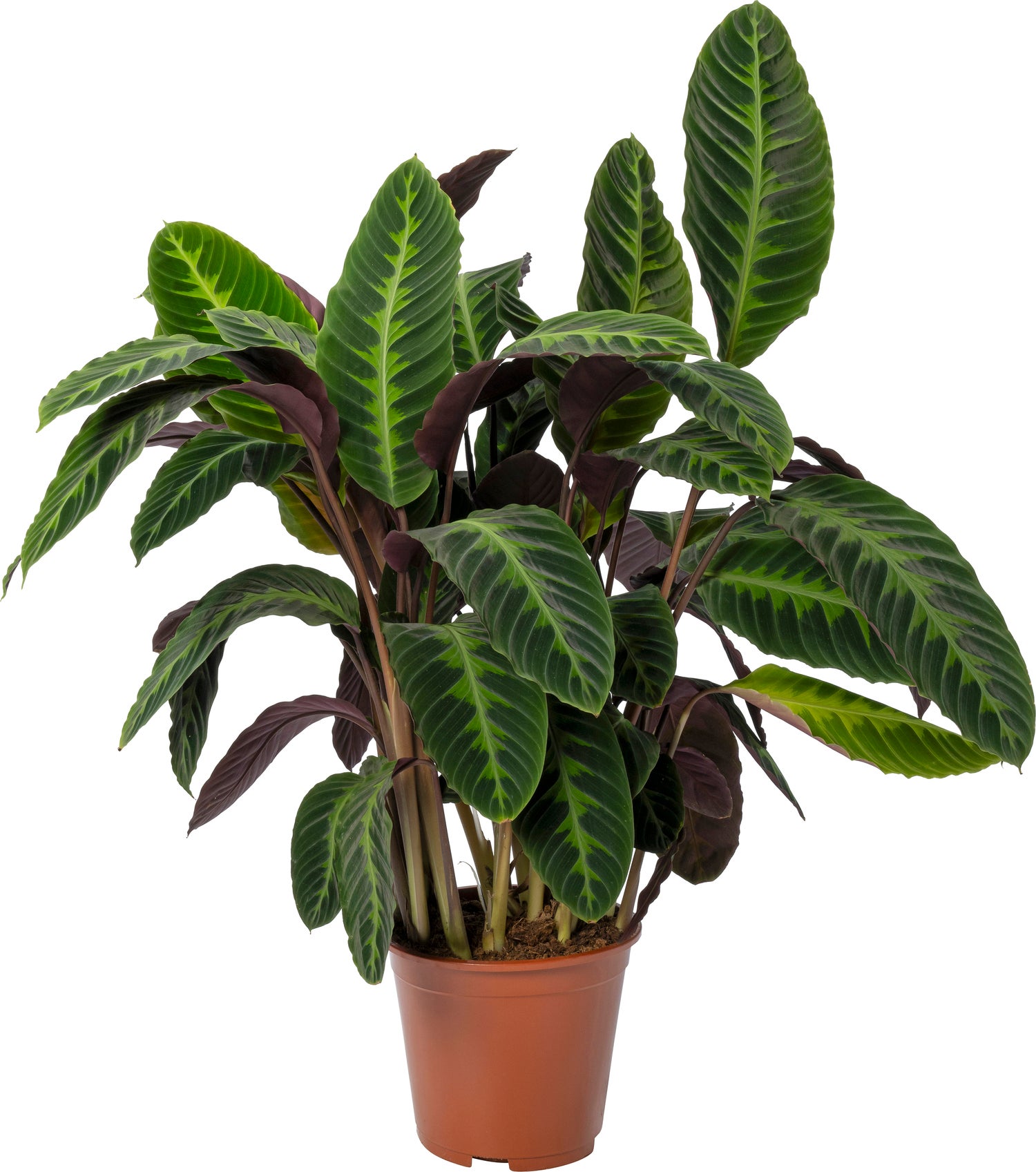 Calathea (Calathea warscewiczii) D 27 H 100 cm