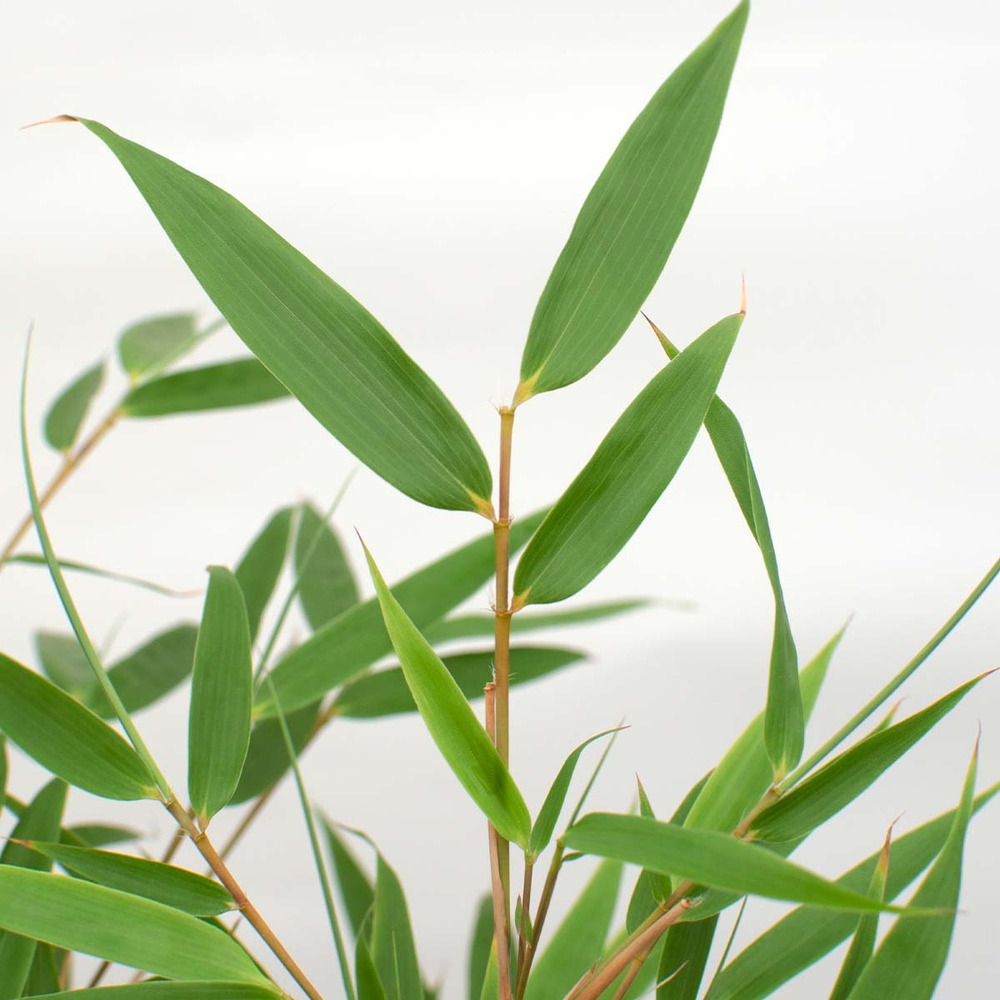 Fargesia rufa - bambou - plante de jardin - rustique – ⌀23 cm - ↕60-70 cm