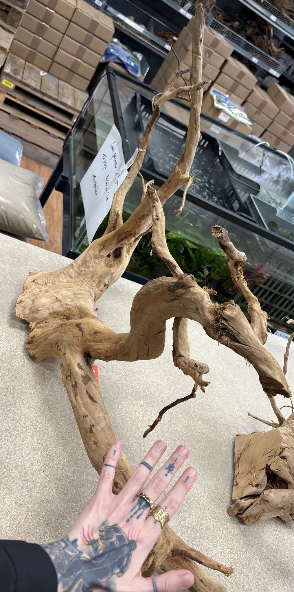 AQXL Selected Spider Wood Jumbo E
