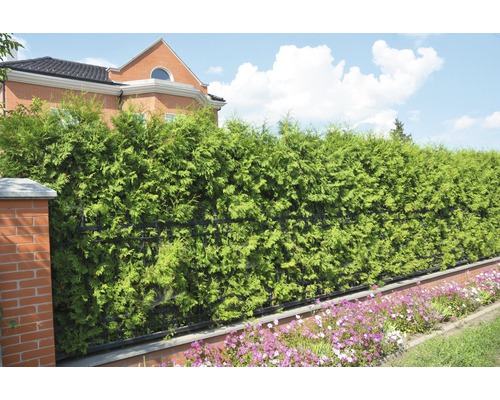 FloraSelf Thuja occidentalis 'Brabant' H 150-175 cm Co 12 L Potted