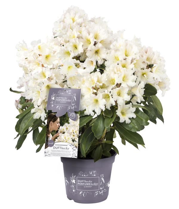 Rhododendron Inkarho® 'Dufthecke',