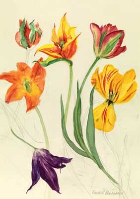 Watercolour Tulips