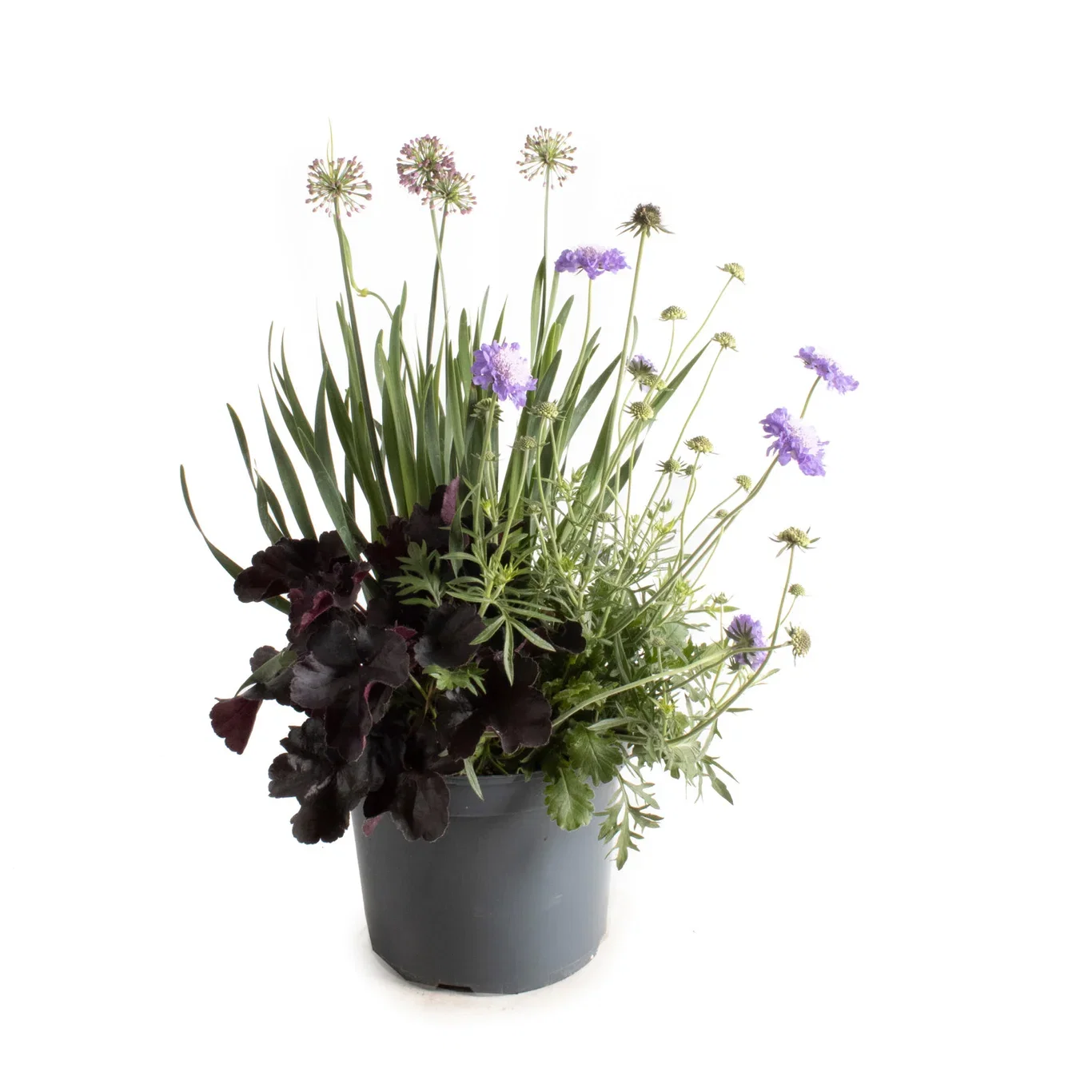 Perennials Triple Beauty London 23cm Samplanting Triple Beauty London Ø23 cm