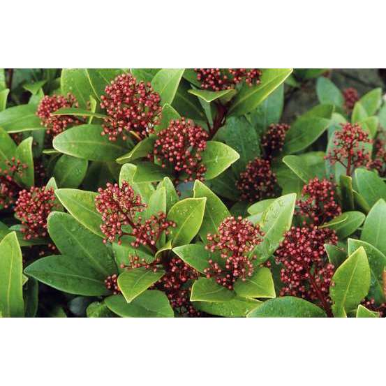 Skimmia japonica ' Rubella ' : 15/20 fleurs conteneur 3 litres