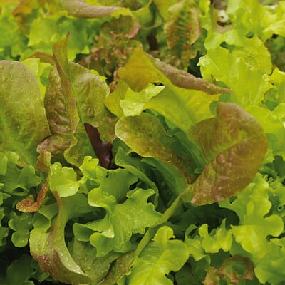 Gemüsesamen Gartengemüse Alte Landsorten