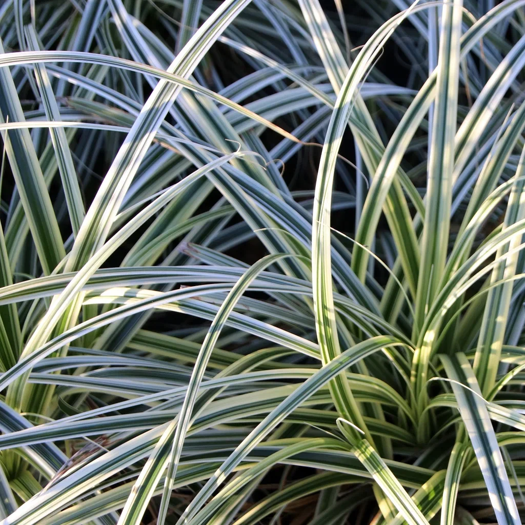 Carex oshimensis EVEREST ('Fiwhite') Japanstarr EVEREST Ø19 cm