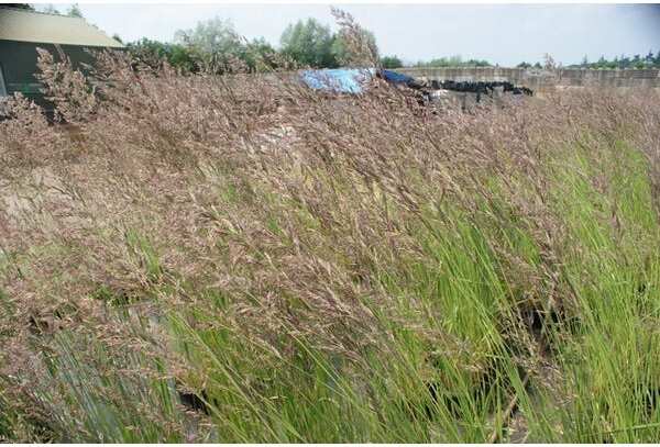 Struisriet (Calamagrostis acutiflora 'Karl Foerster') D 9 H 10 cm