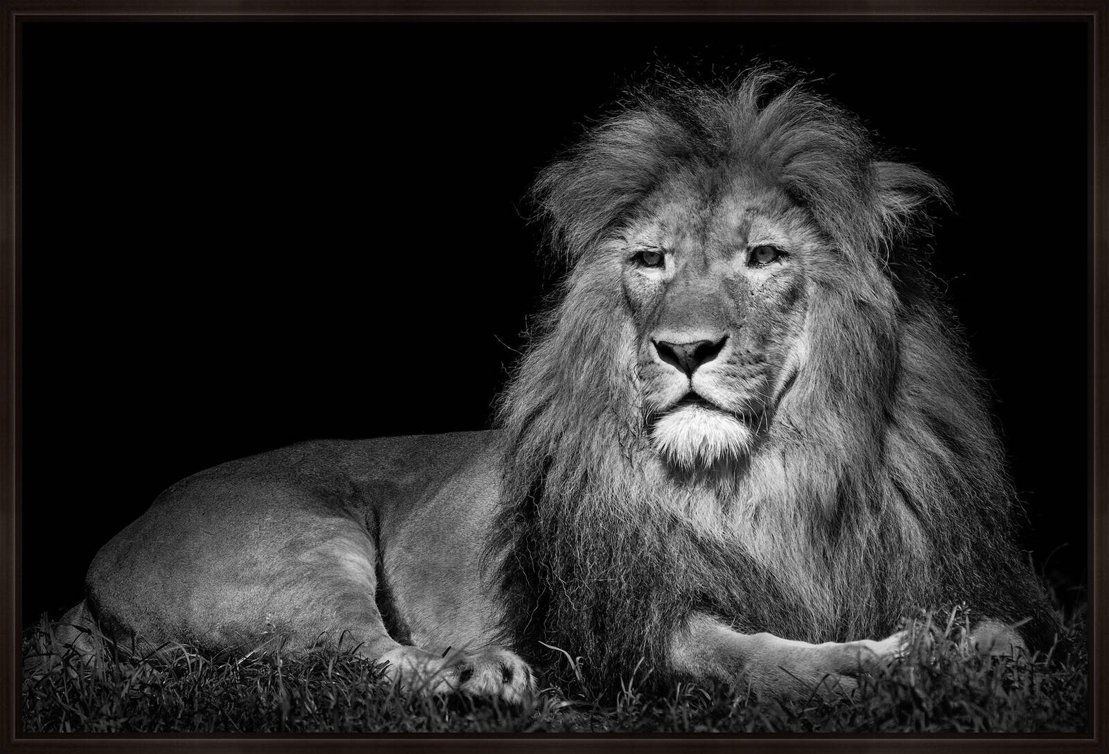 Lying Lion by Wolf Ademeit - Limited Edition. Edition of: 100. Signed.