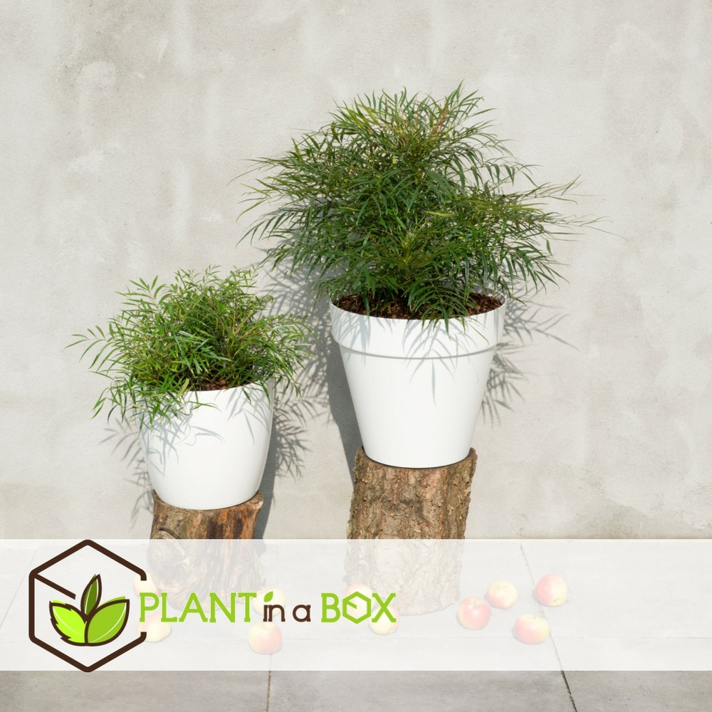 Mahonia soft caress - set de 2 - rustique -12°c - pot 13cm - hauteur 30-40cm