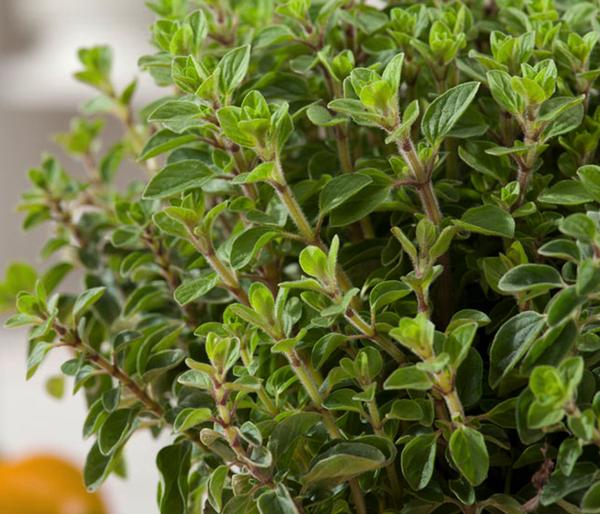Bio Oregano