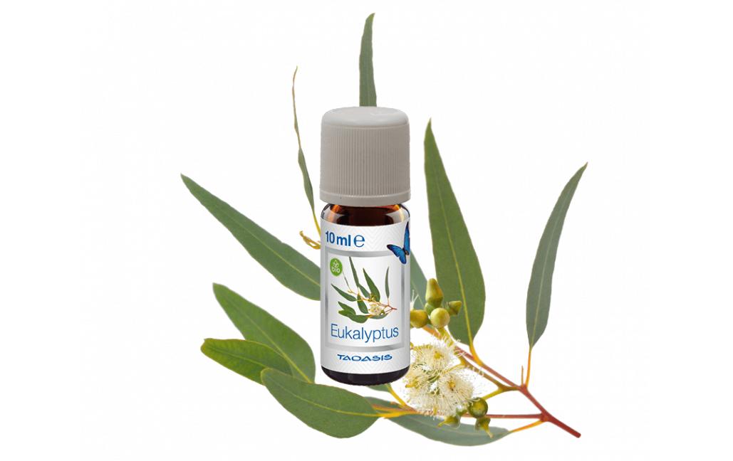 Duftöl Eukalyptus, 3 x 10 mlÄtherisches Öl, 3 Fläschchen à 10 ml