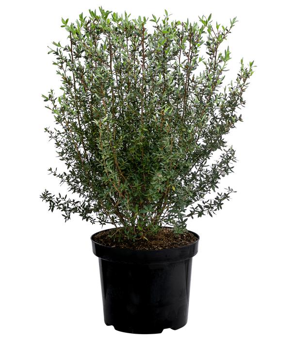 Teebaum 'Silver Sheen'