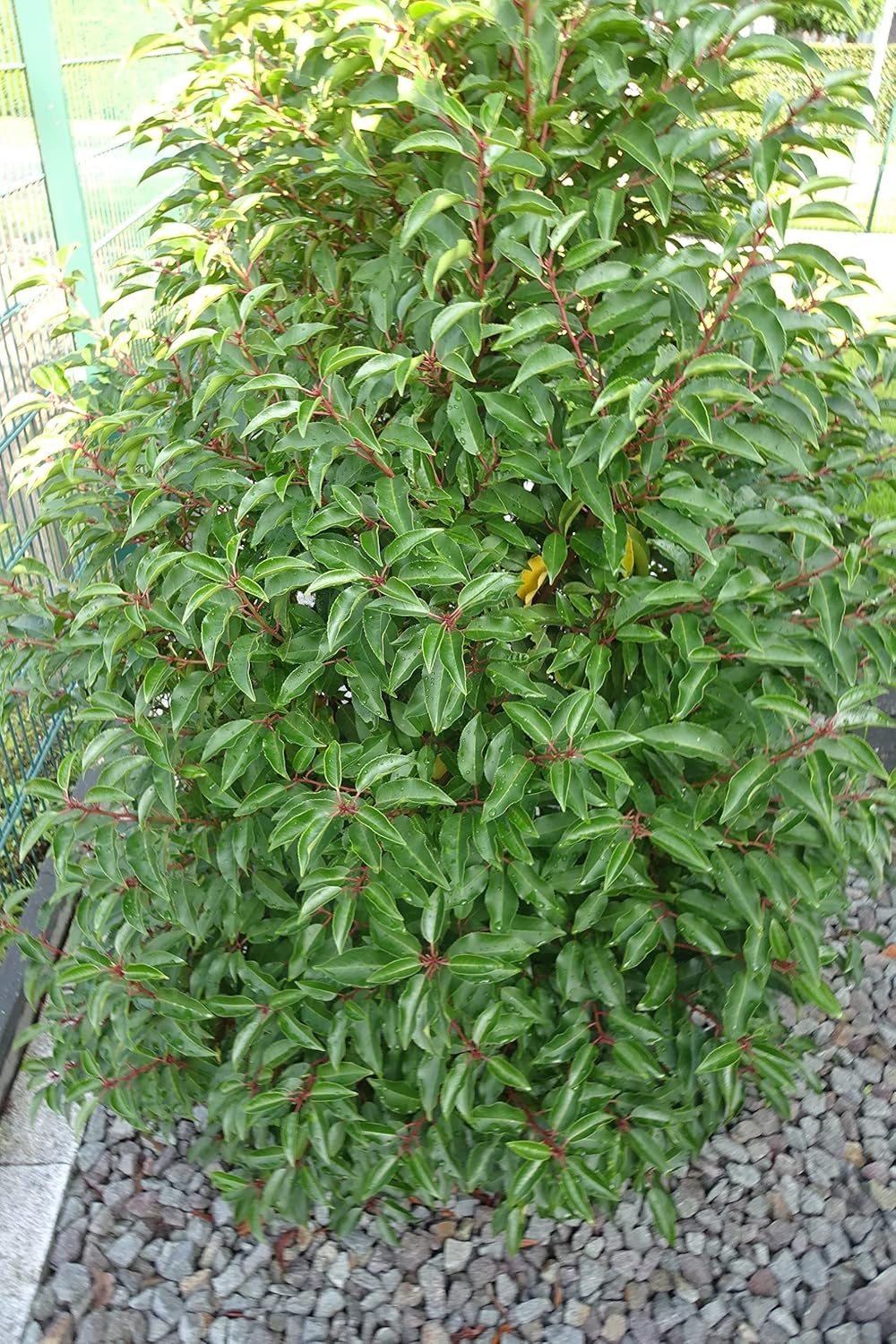 15st. Portugiesischer Kirschlorbeer 100-125cm XXL Super Buschig als kräftige Topfware Kirschlorbeer Prunus lusitanica 'Angustifolia' Lorbeer Gartenhecke Sichtschutz