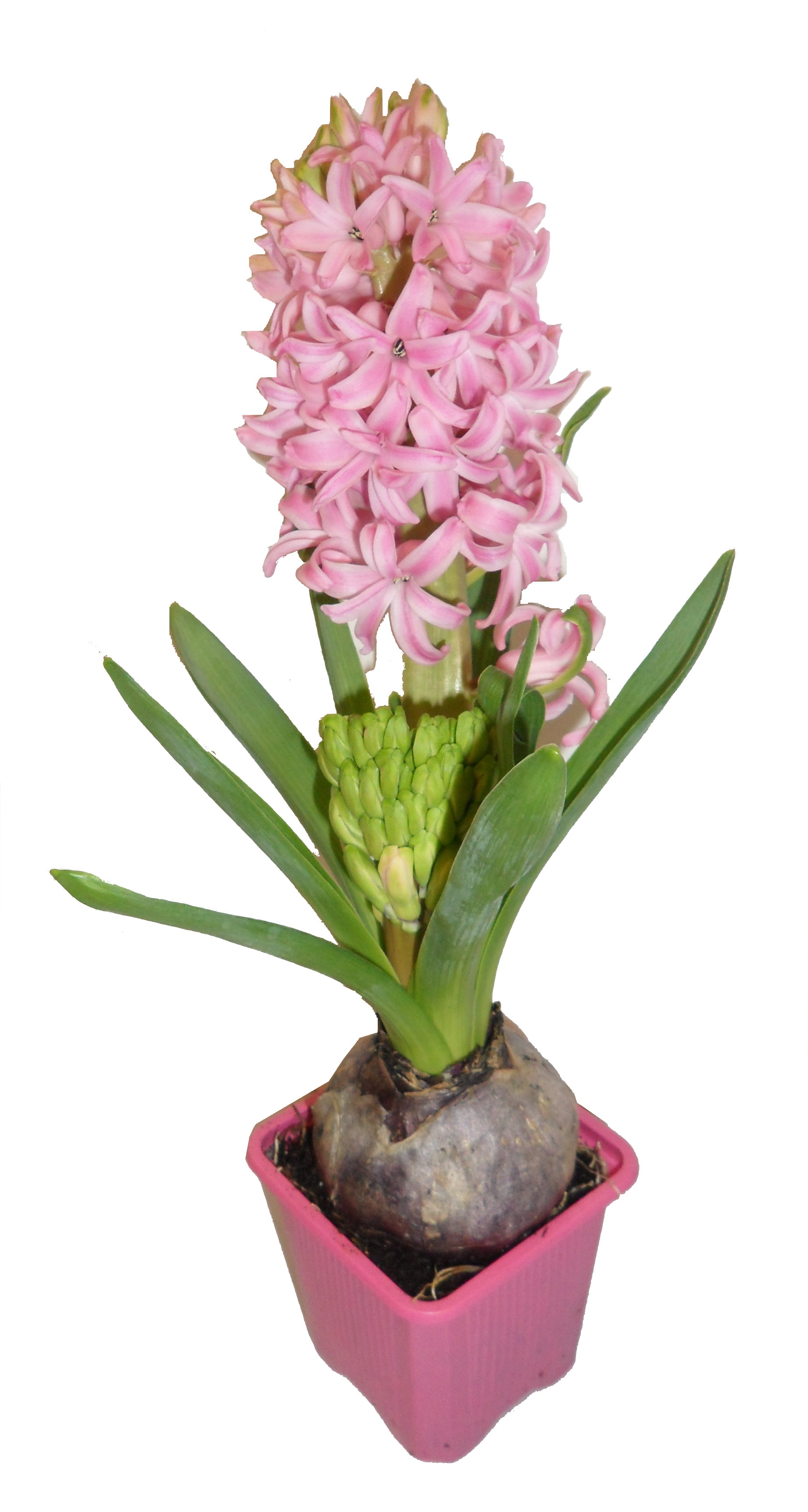 Jacinthe rose godet 7 cm