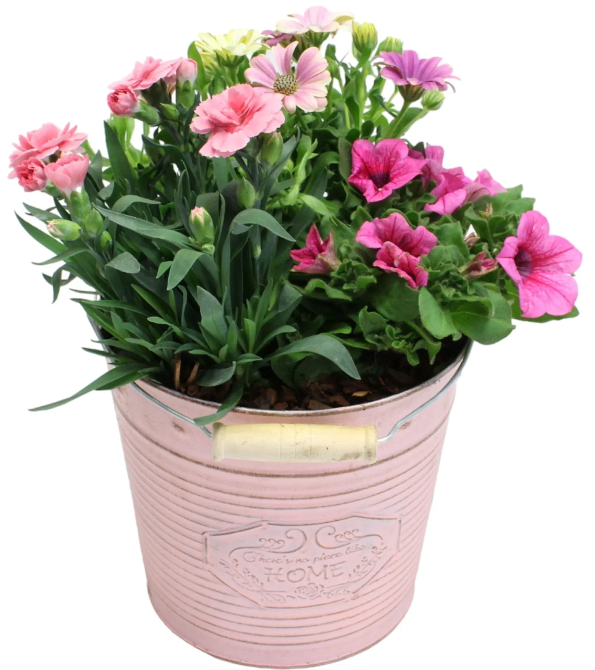 Dianthus in zink basket Sommerplanting i sinkbøtte Ø18 cm
