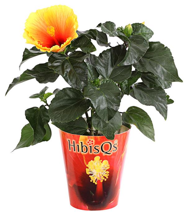Zimmerhibiskus - Hibiscus rosa-sinensis