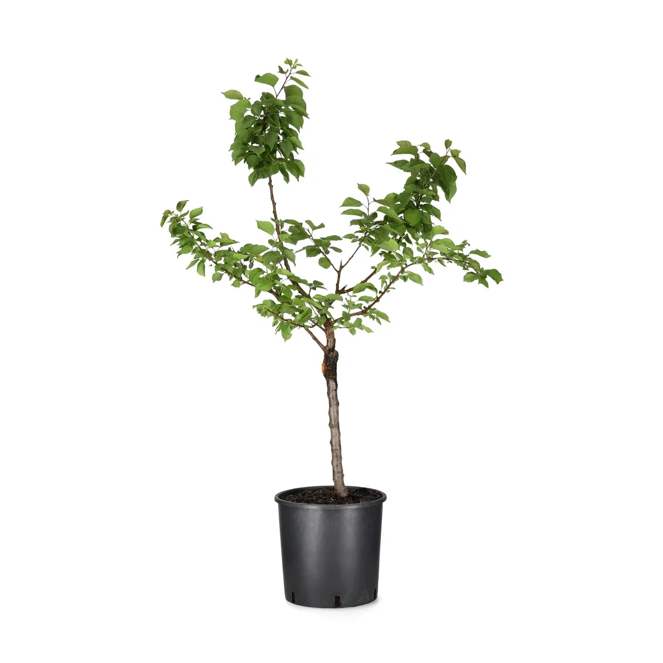 Prunus armeniaca APRIGOLD® Aprikos APRIGOLD® Høyde 80-100 cm