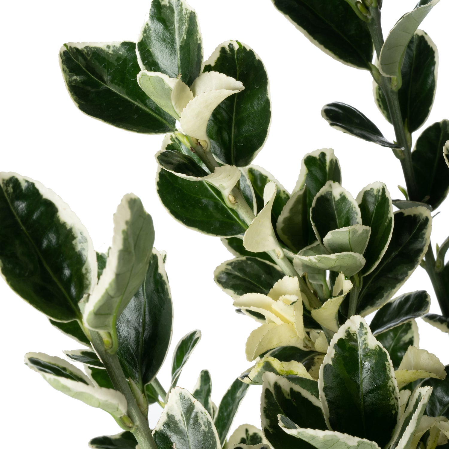 Japanse Kardinaalsmuts (Euonymus japonica 'Kathy') D 17 H 45 cm