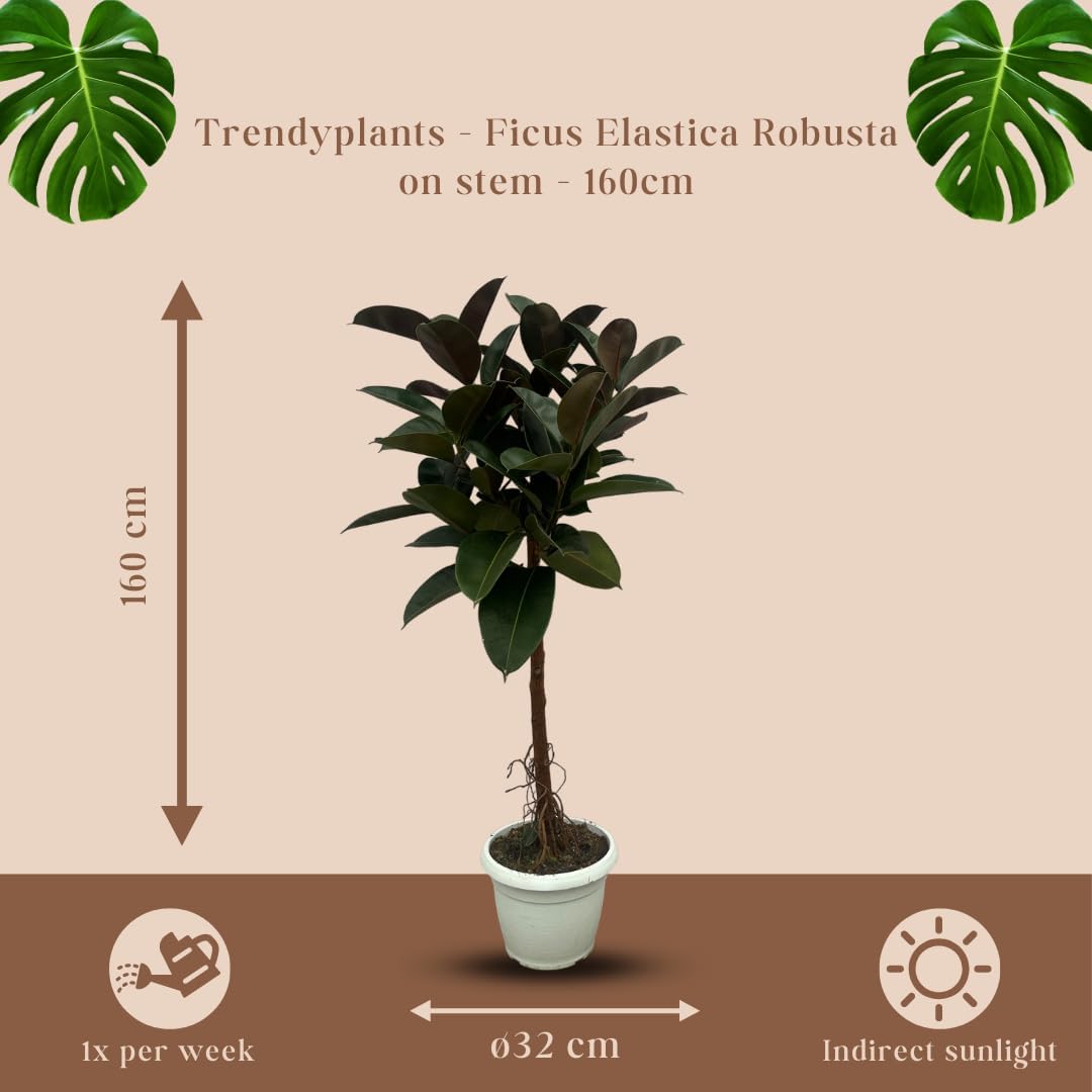 Trendyplants - Ficus Elastica Robusta Stamm - Gummibaum - Höhe 130-150 cm - Topfgröße Ø32cm
