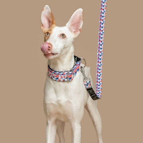Coleira Martingale Doheny Baona em Nylon Reciclado Multicolorida para Cães