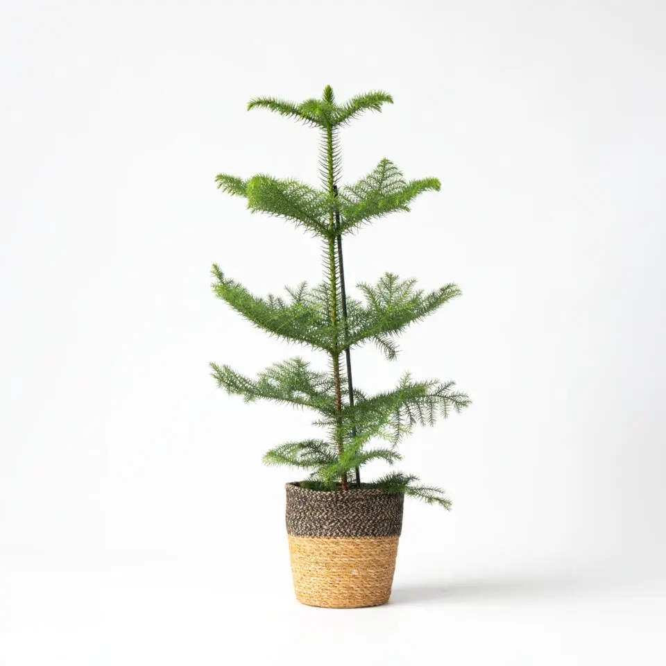 Kamerden - Araucaria heterophylla - Hoogte 50-60cm - ⌀17cm