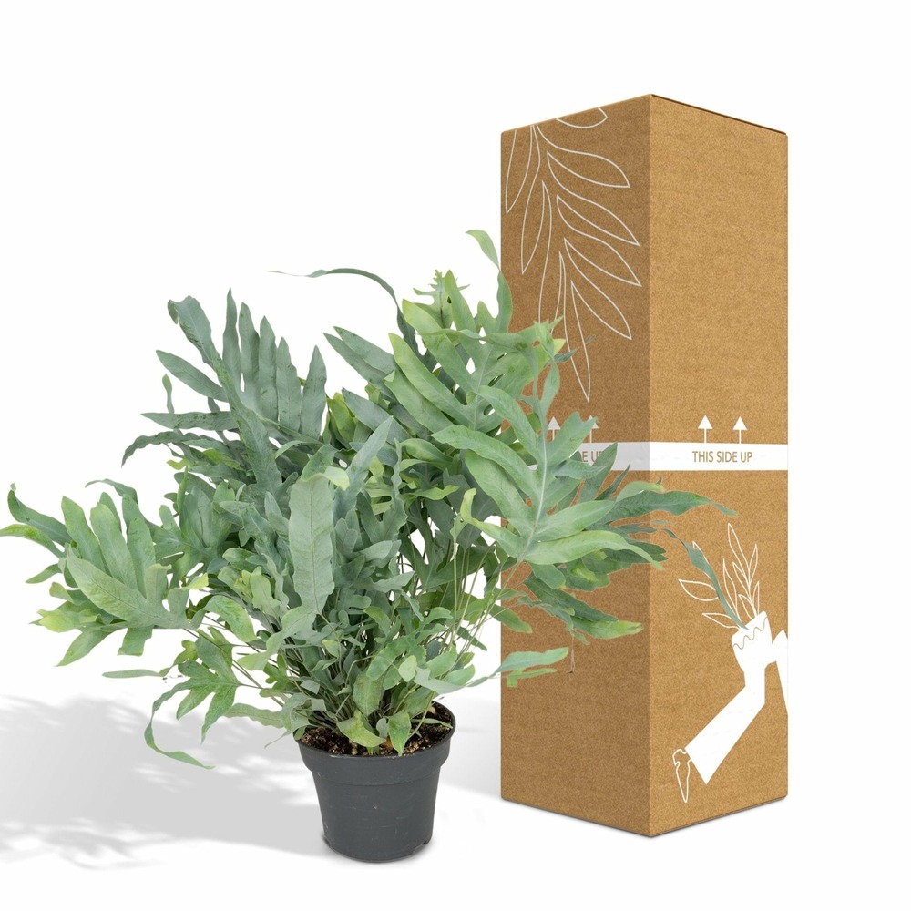 Plante d'intérieur - phlebodium blue star h50.0cm 50.0cm