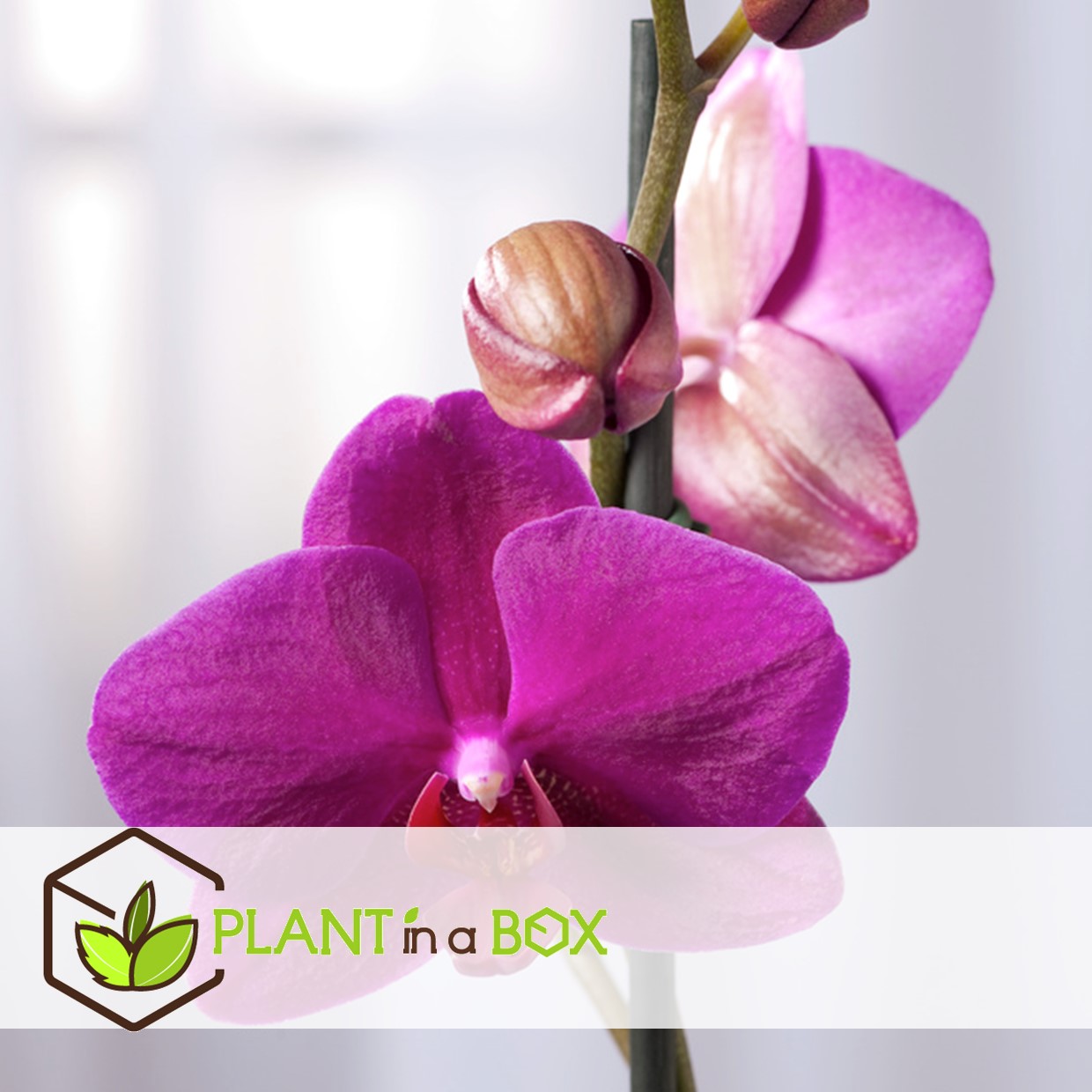 Phalaenopsis multiflora - orchidée pourpre - pot 12cm - hauteur 35-45cm