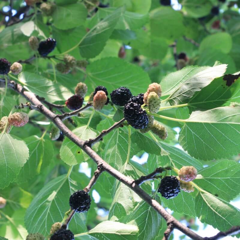 Mûrier noir (morus nigra) - godet - taille 10/15cm