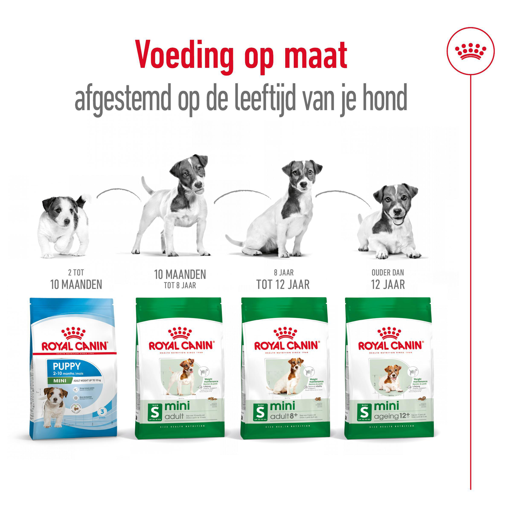 Royal Canin Mini Ageing 12+ - Hondenvoer