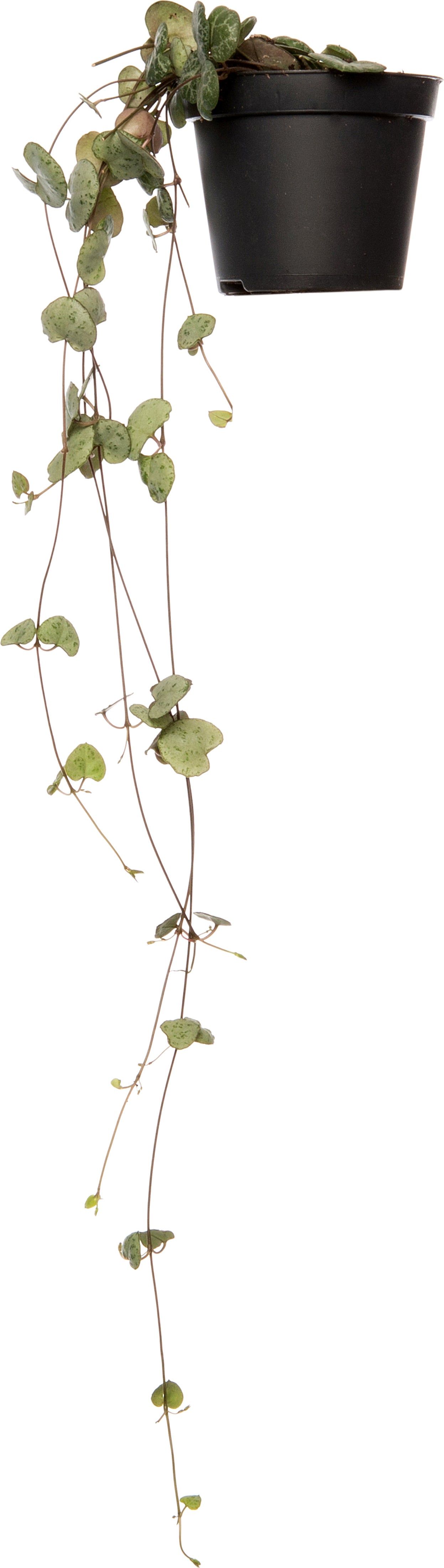 Lantaarnplantje (Ceropegia woodii) D 8 H 30 cm