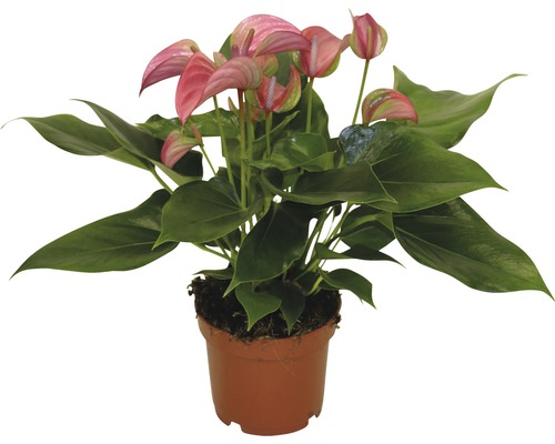 Flamingobloem/Anthurium roze FloraSelf Anthurium andreanum H 30-35 cm Ø 12 cm pot