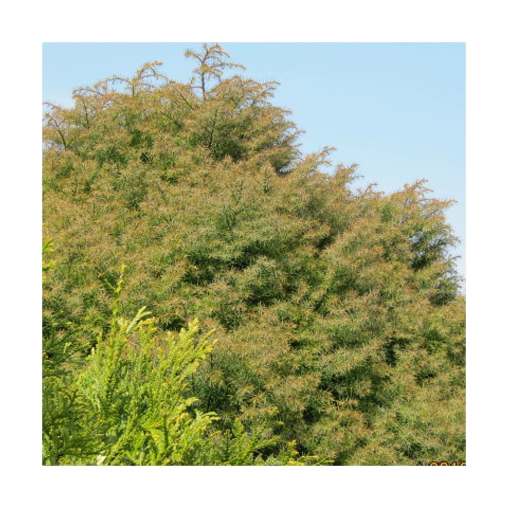Cèdre du japon japonica elegans/cryptomeria japonica elegans[-]pot de 3l - 20/40 cm