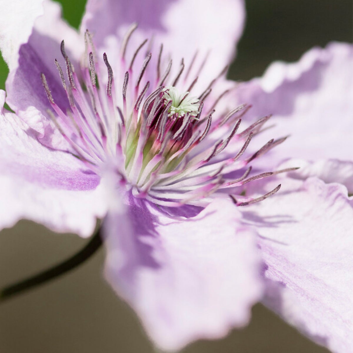 Bloomique – Clematis Hagley Hybride – Clematis – Roze – Klimplanten – Tuinplanten – Winterhard – Potmaat 15 cm – Hoogte 70–80 cm