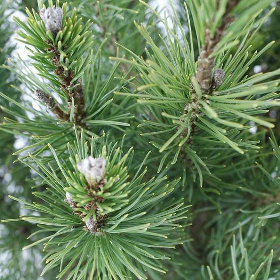 Pinus mugo Pumilio, H : 30/40 cm, ctr 4L