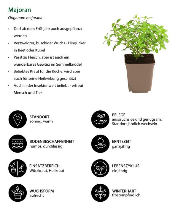 Majoran, einjährig