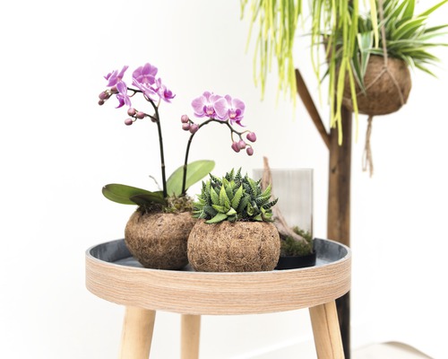 Kokodama hangplant (Chlorophytum comosum) FloraSelf, hoogte 25-30 cm, diameter pot 15 cm
