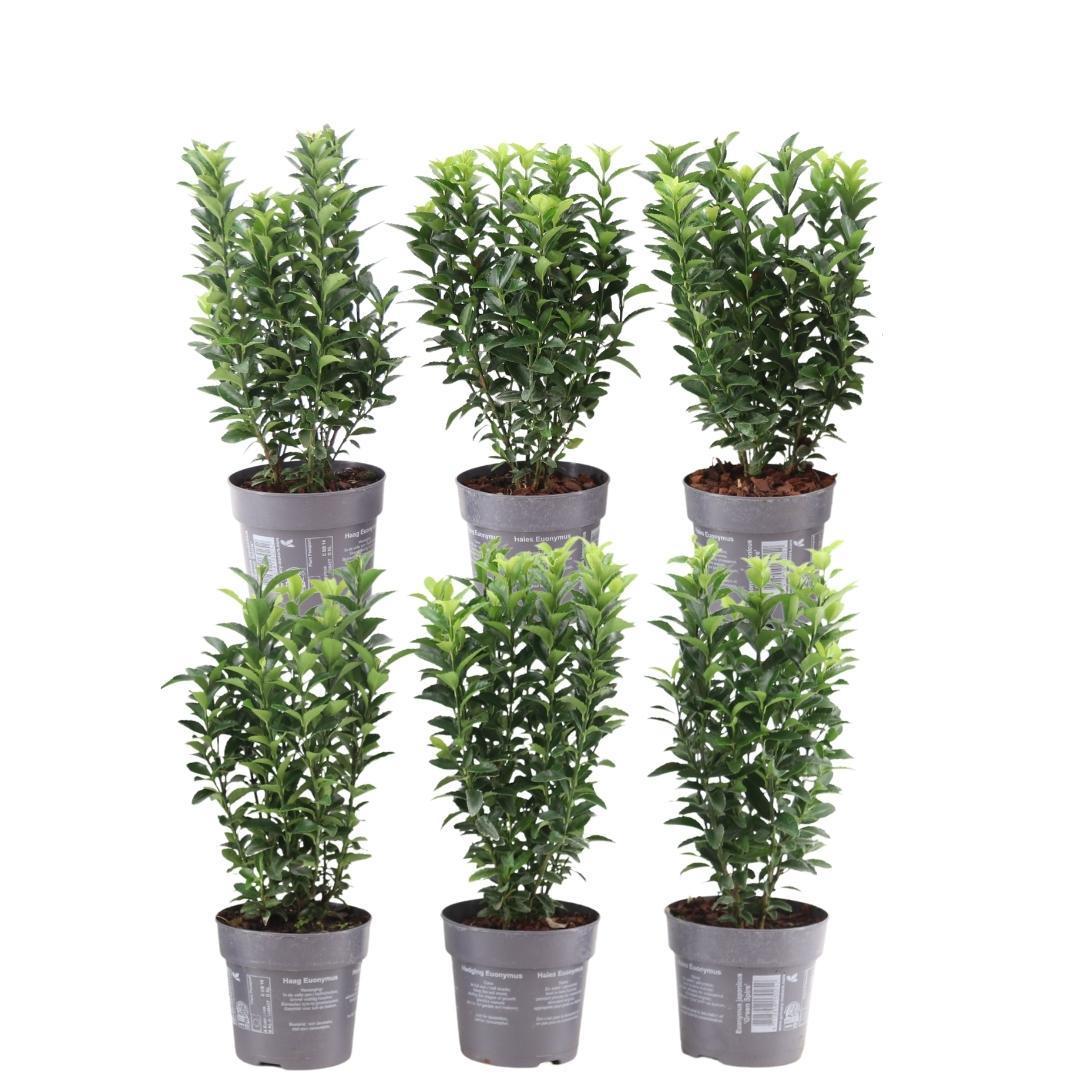 Euonymus japonicus 'green spire' - lot de 6